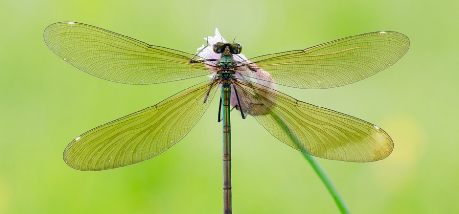 点击大图看下一张：花苞上的绿蜻蜓高清图片