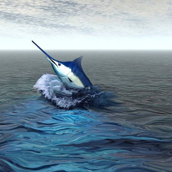 点击大图看下一张：跃出海面的蓝剑鱼图片