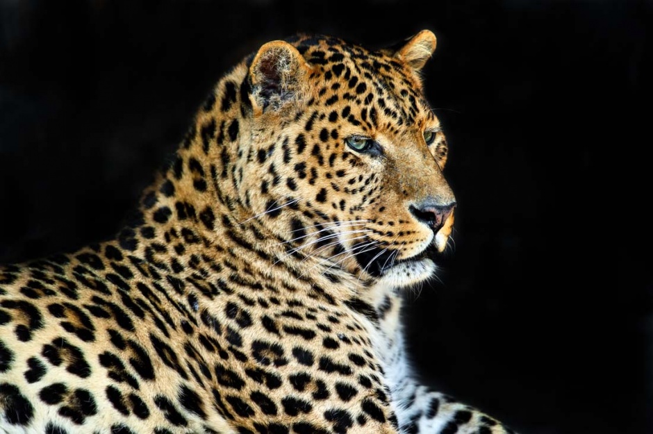 点击大图看下一张：眼神犀利凶猛的非洲花豹图片