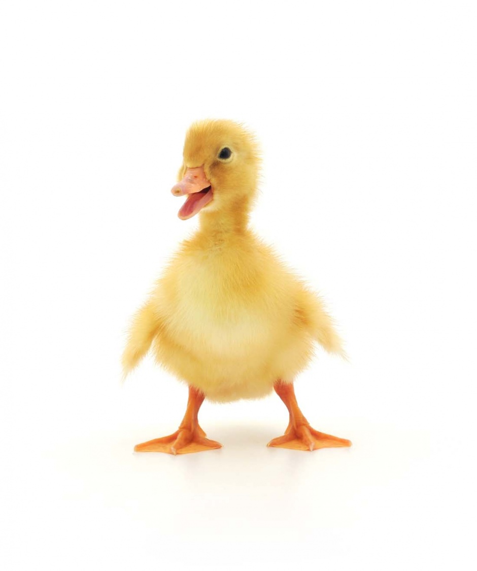 点击大图看下一张：可爱的黄色小鸭子图片