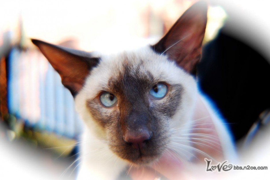 点击大图看下一张：蓝色重点色暹罗猫翻白眼图片