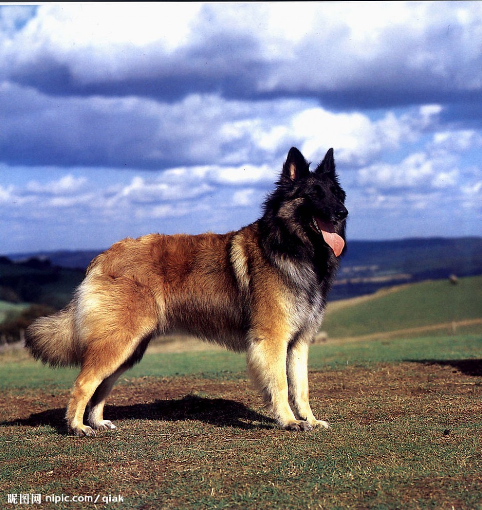 点击大图看下一张：德国狼犬户外帅气写真图片