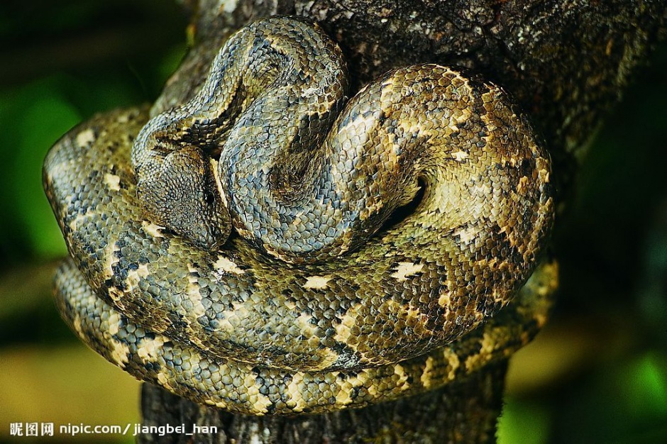 点击大图看下一张：恐怖的大蟒蛇高清摄影图片