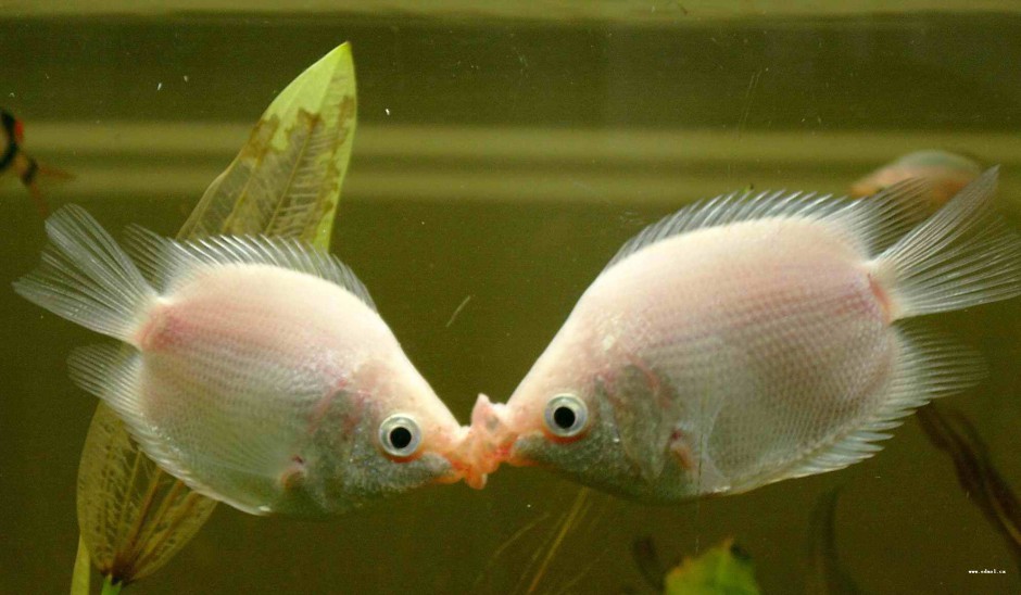 点击大图看下一张：接吻鱼两嘴相对精美图片