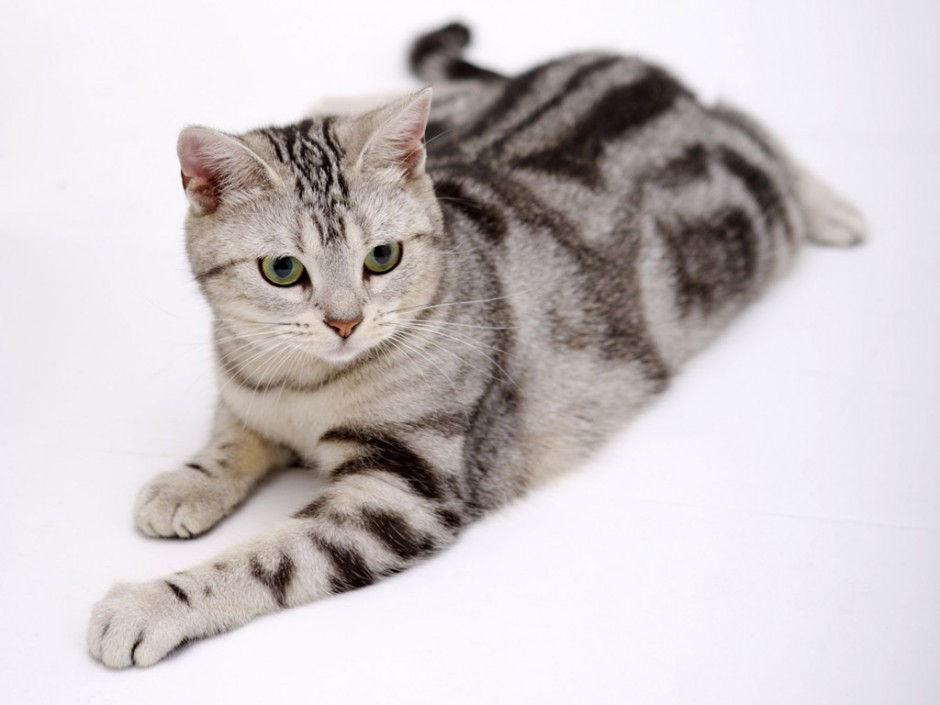 点击大图看下一张：美国短毛猫银虎斑神气图片