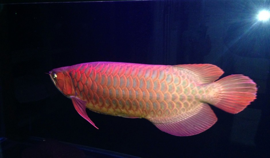 点击大图看下一张：黄金红龙鱼悠然戏水图片