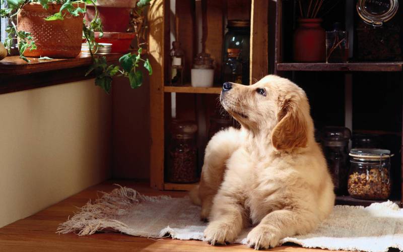 点击大图看下一张：精美可爱狗狗高清动物壁纸
