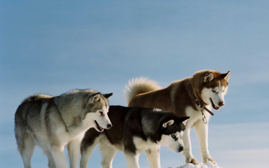 点击大图看下一张：酷爱户外运动的成年雪橇犬图片