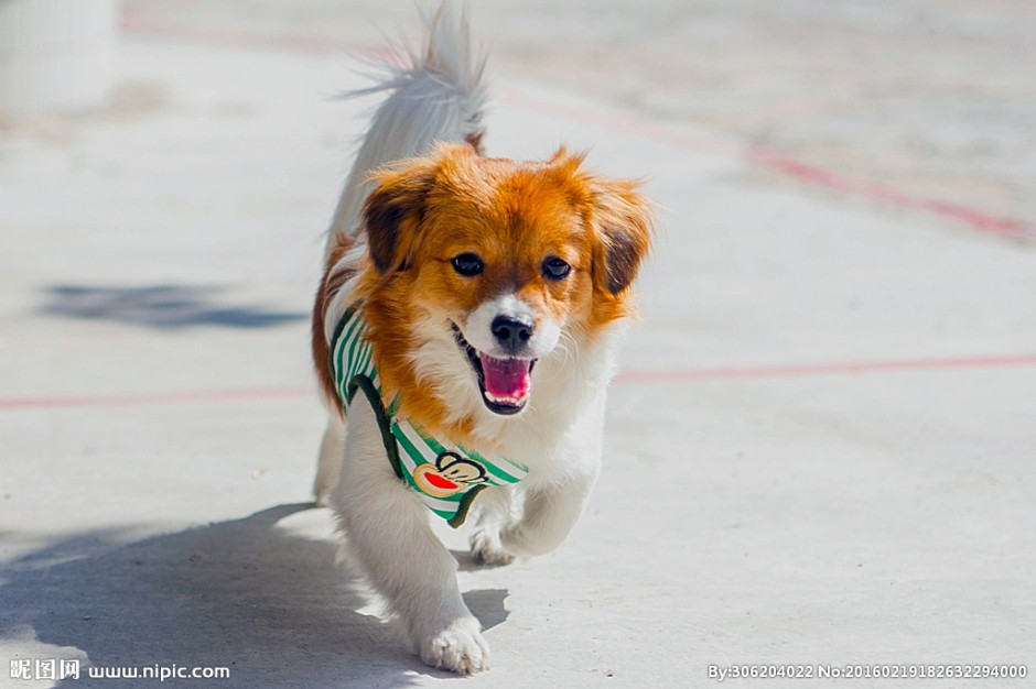 点击大图看下一张：步态轻盈的蝴蝶犬狗狗图片