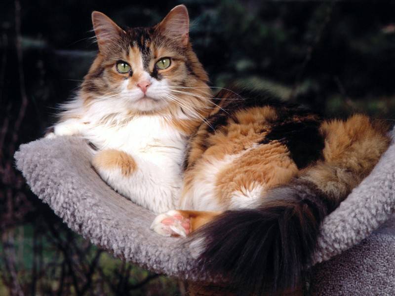 点击大图看下一张：可爱毛茸茸的猫咪宠物图片