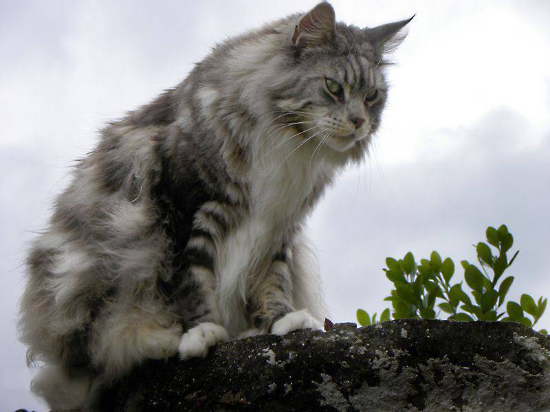 点击大图看下一张：霸气的缅因猫图片