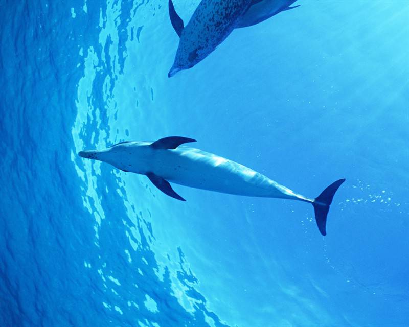 点击大图看下一张：海洋生物海豚高清图片特写