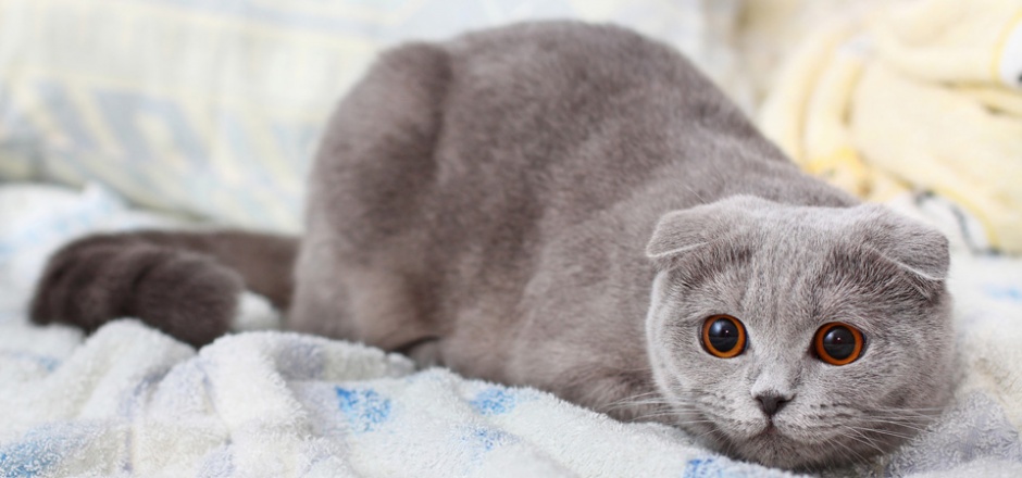 点击大图看下一张：可爱的纯灰色折耳猫图片