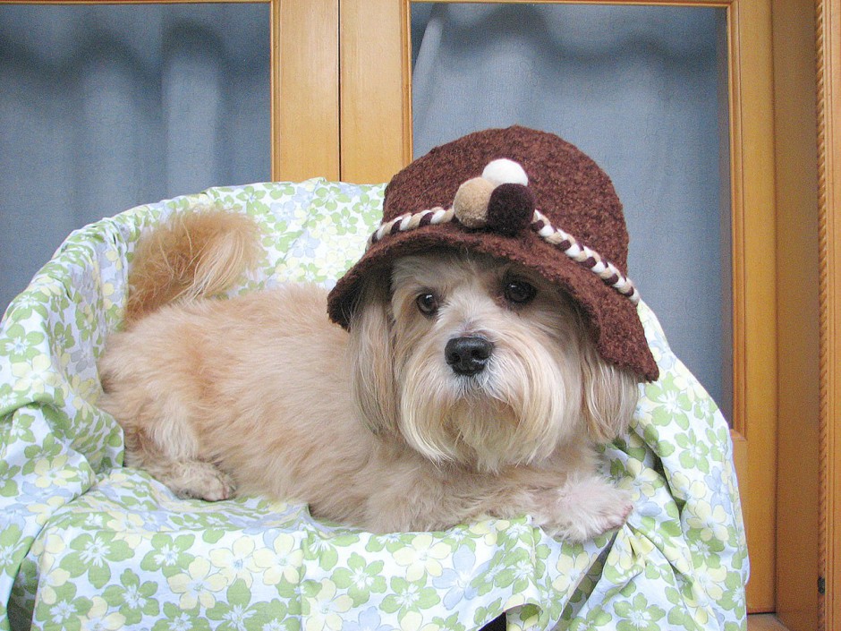 点击大图看下一张:温顺的狗西施犬图片大全