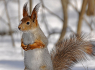 雪地里的可爱小松鼠图片