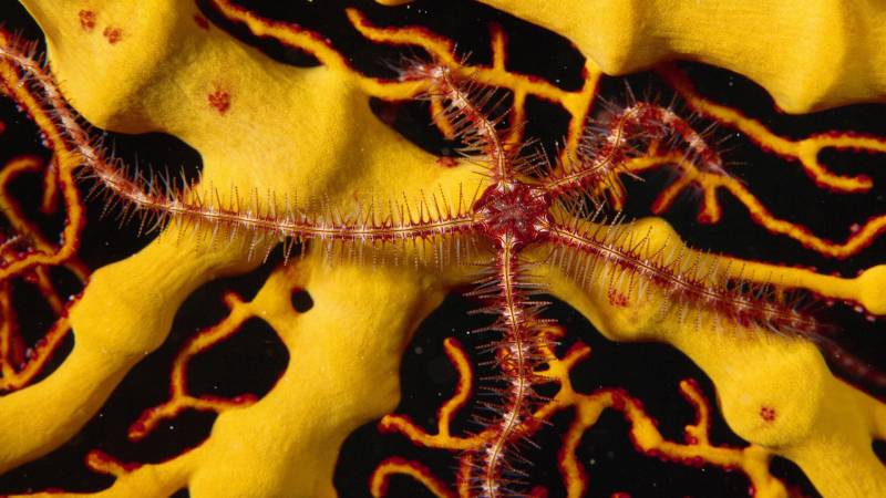 点击大图看下一张：海龟海星海底世界的生物图片