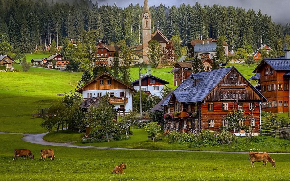 点击大图看下一张:温顺可爱的草原牛群图片