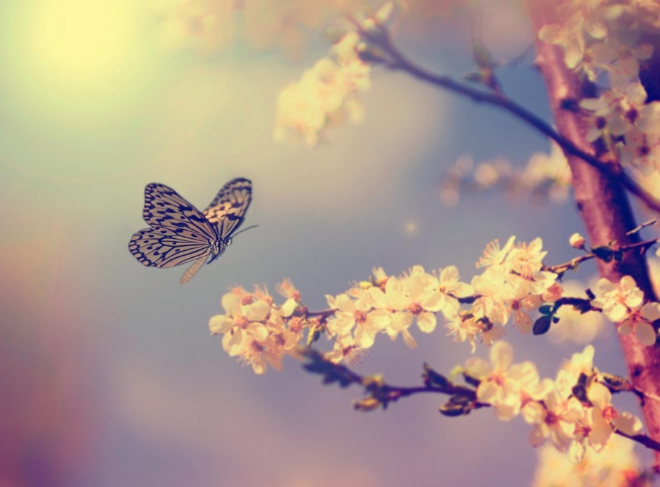 点击大图看下一张：春天梦幻唯美蝴蝶壁纸精选