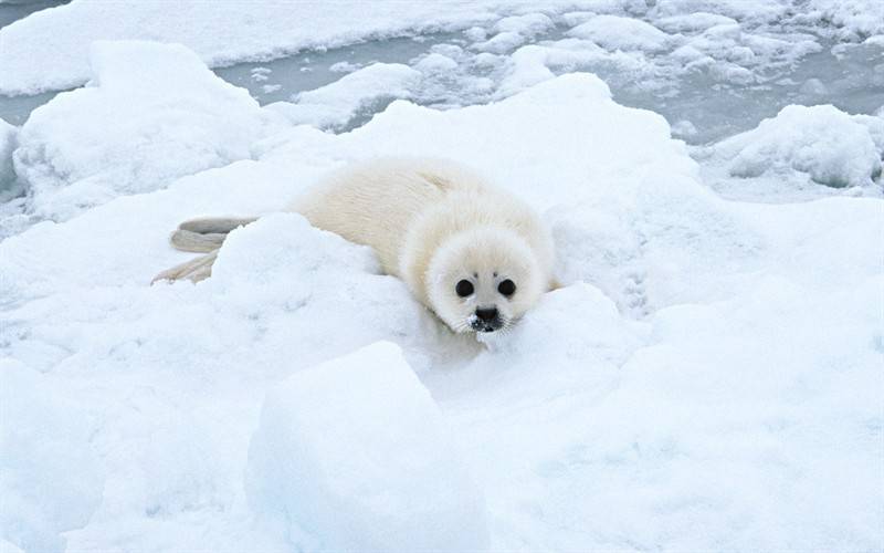 点击大图看下一张：极地野生海狮海豹动物图片