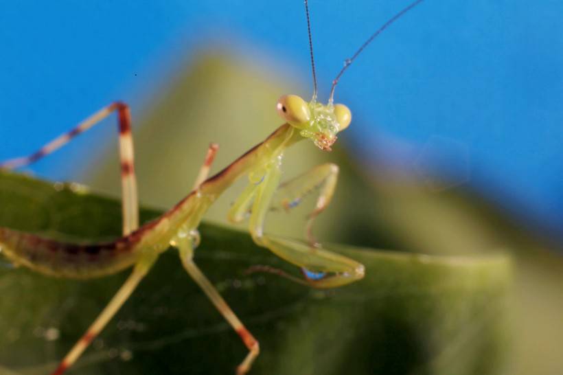 点击大图看下一张：绿色昆虫中华螳螂微距图片