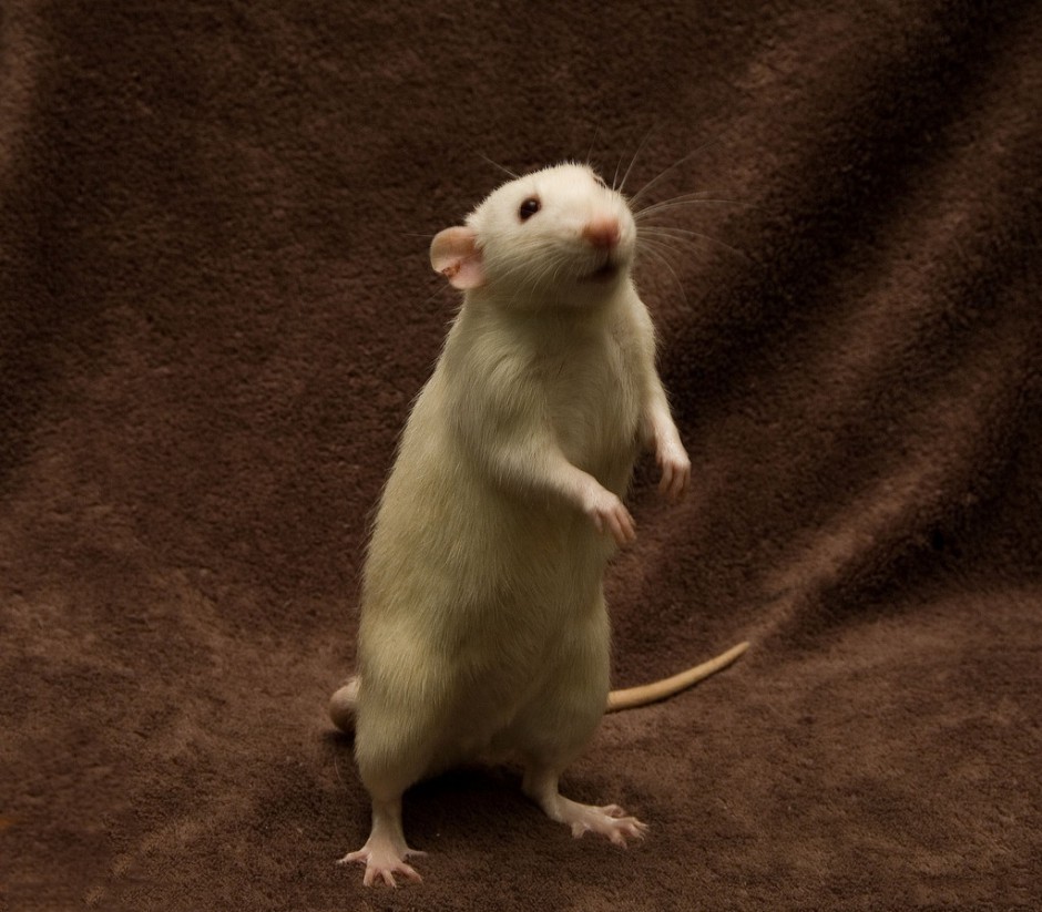 点击大图看下一张:搞怪机灵的小白鼠图片