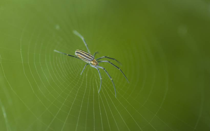 点击大图看下一张：色彩斑斓的蜘蛛精美图片