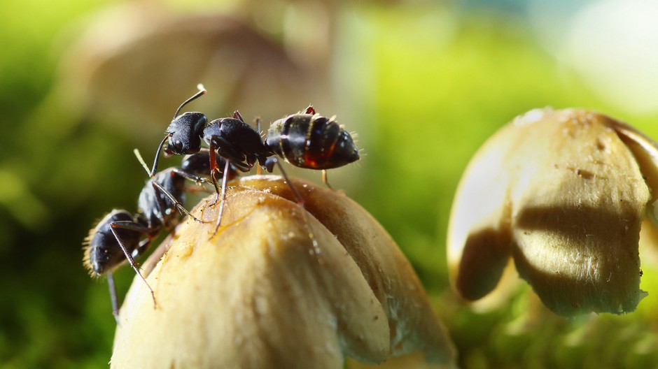 点击大图看下一张：常见昆虫蚂蚁微距摄影图片