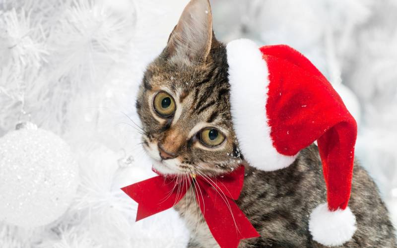 点击大图看下一张：宠物猫的欢乐喜庆圣诞写真