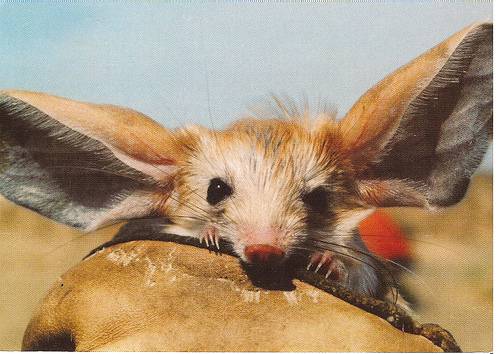 点击大图看下一张：长耳跳鼠可爱模样图片