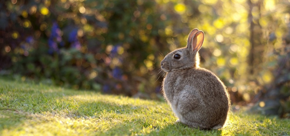 点击大图看下一张：森林绿色草地小兔子壁纸图片