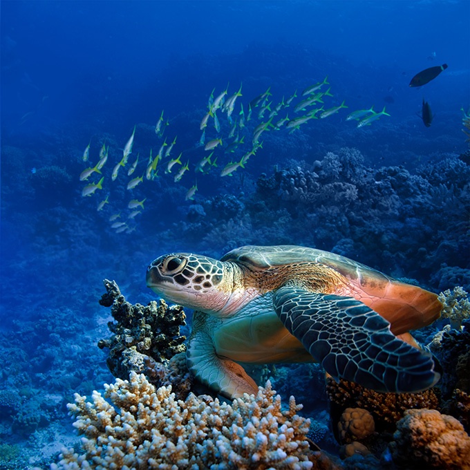 点击大图看下一张：海底世界里可爱的海龟图片