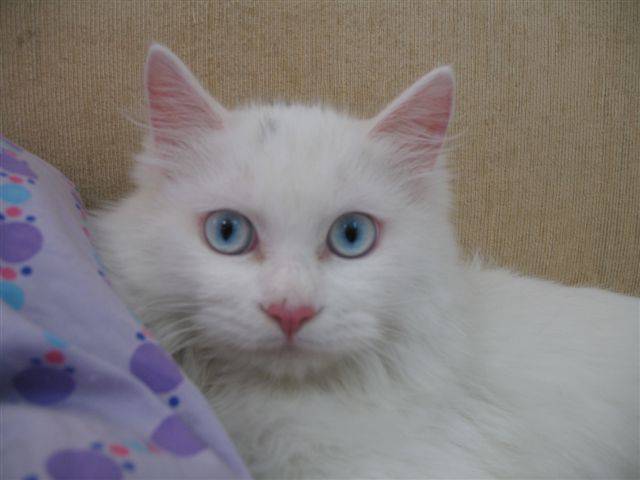 点击大图看下一张：可爱宠物蓝眼白猫图片