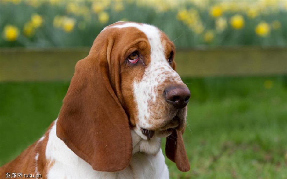 点击大图看下一张：傲娇搞笑的巴吉度犬图片