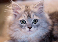 金吉拉猫表情惊讶图片