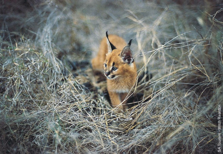 点击大图看下一张：非洲狞猫幼崽野外散步图片