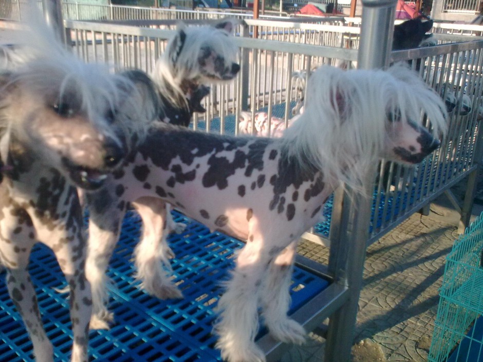 点击大图看下一张：中国冠毛犬花色皮肤图片