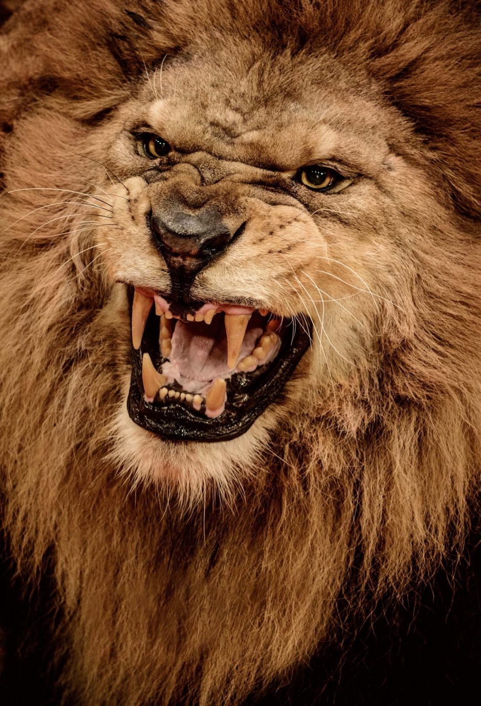 点击大图看下一张：凶猛霸气的狮子高清图片