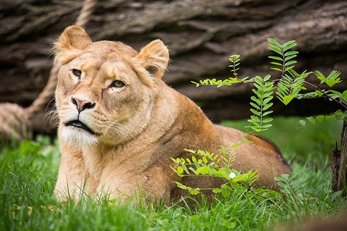 点击大图看下一张：非洲野生动物狮子超清图片
