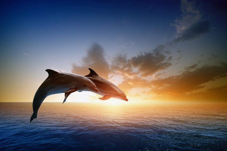 点击大图看下一张：人类的好朋友海豚高清图片