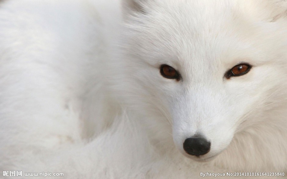 点击大图看下一张：漫步雪地的北极白狐狸图片