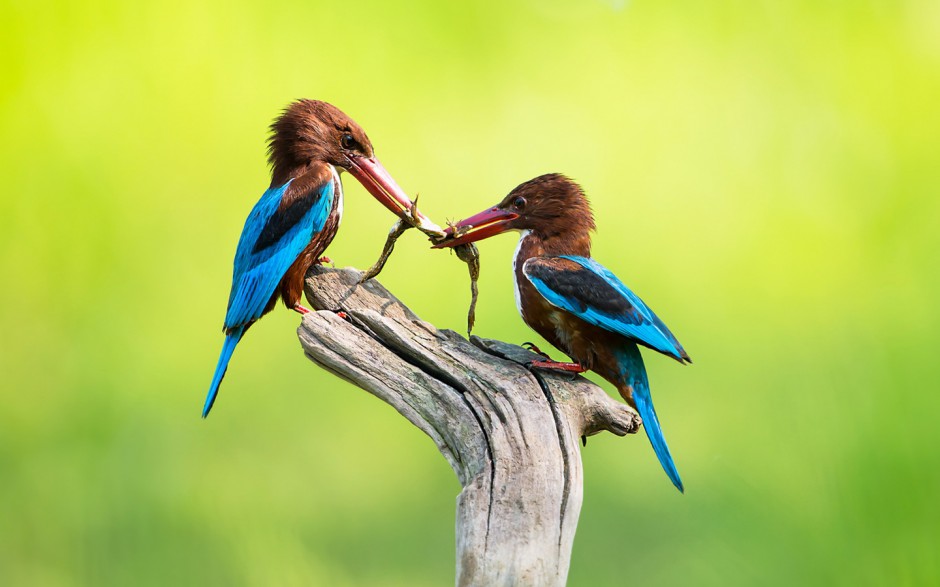 点击大图看下一张：荆棘鸟的图片可爱至极