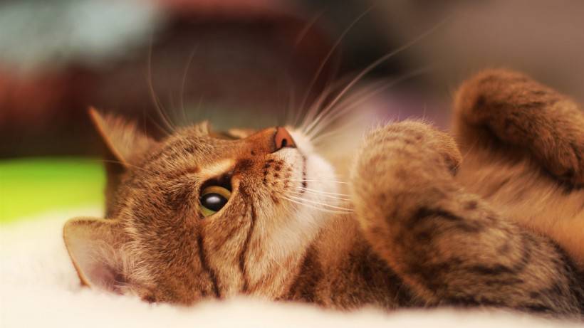 点击大图看下一张：卖萌猫咪图片宠物可爱表情特写