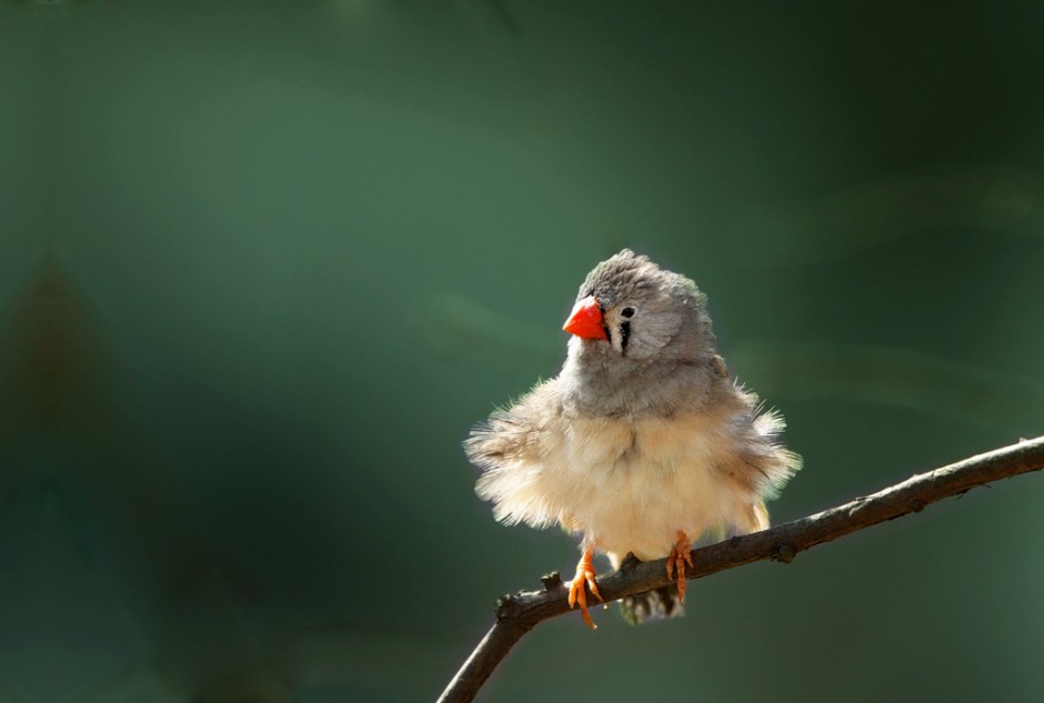 点击大图看下一张：可爱呆萌的小珍珠鸟图片