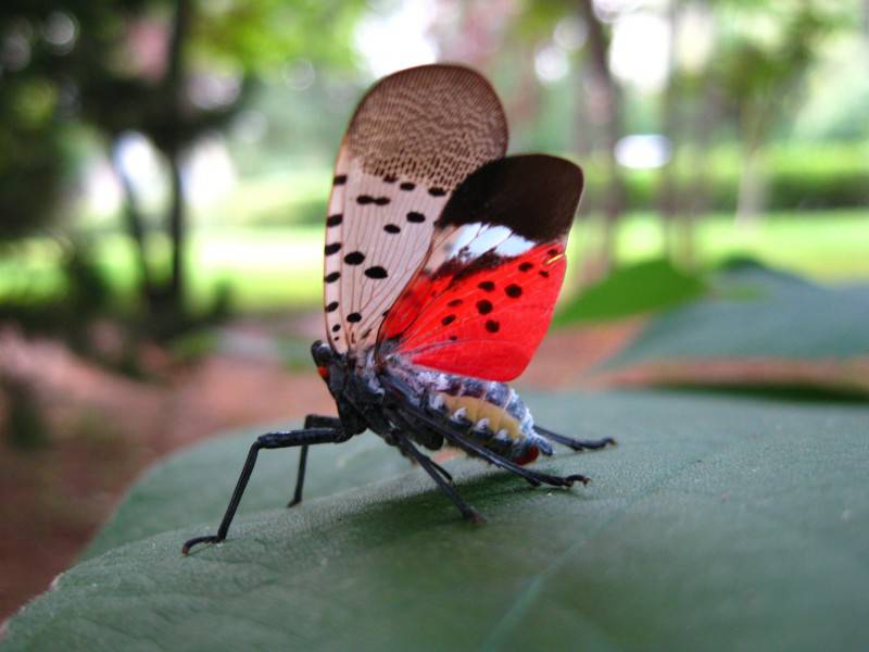点击大图看下一张：常见的昆虫斑衣蜡蝉图片