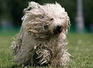 可蒙犬草地欢乐奔跑图片