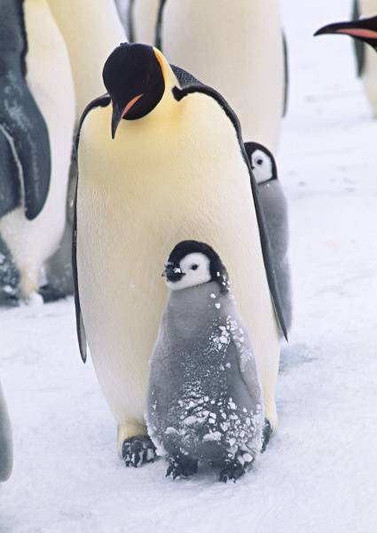 点击大图看下一张：温馨企鹅家庭高清图片