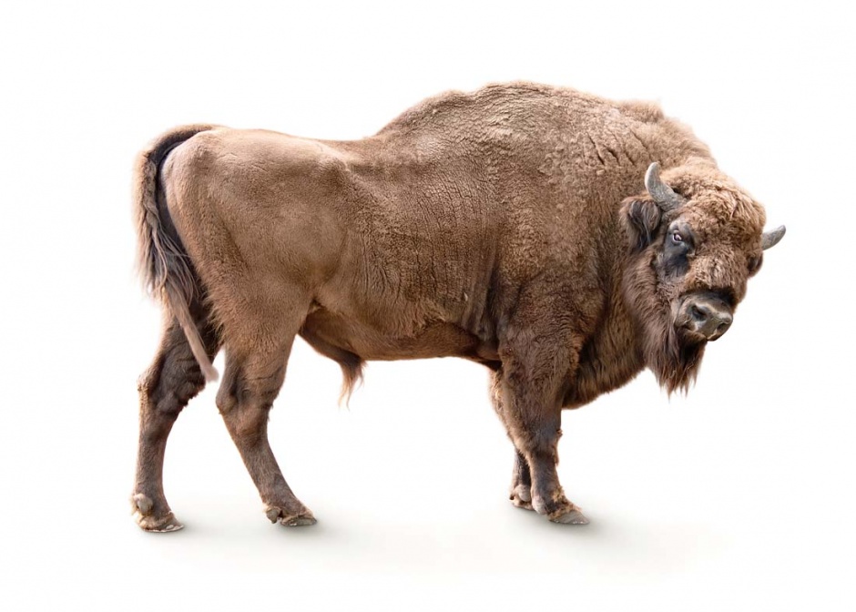 点击大图看下一张：野生动物牦牛高清图片