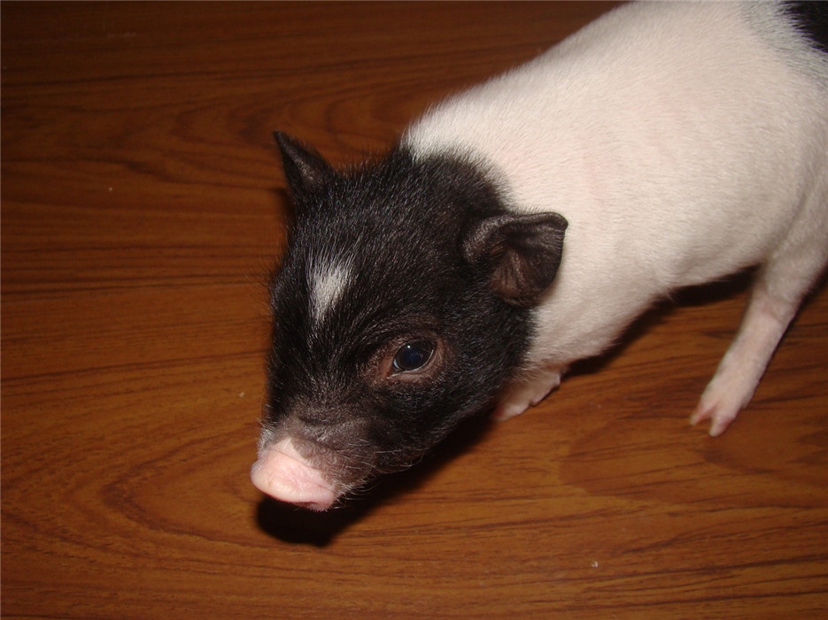 点击大图看下一张：流行宠物日本小香猪图片