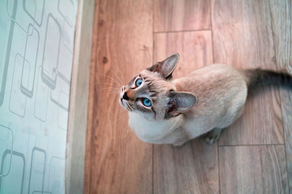 点击大图看下一张：印度暹罗猫仰望的姿态图片