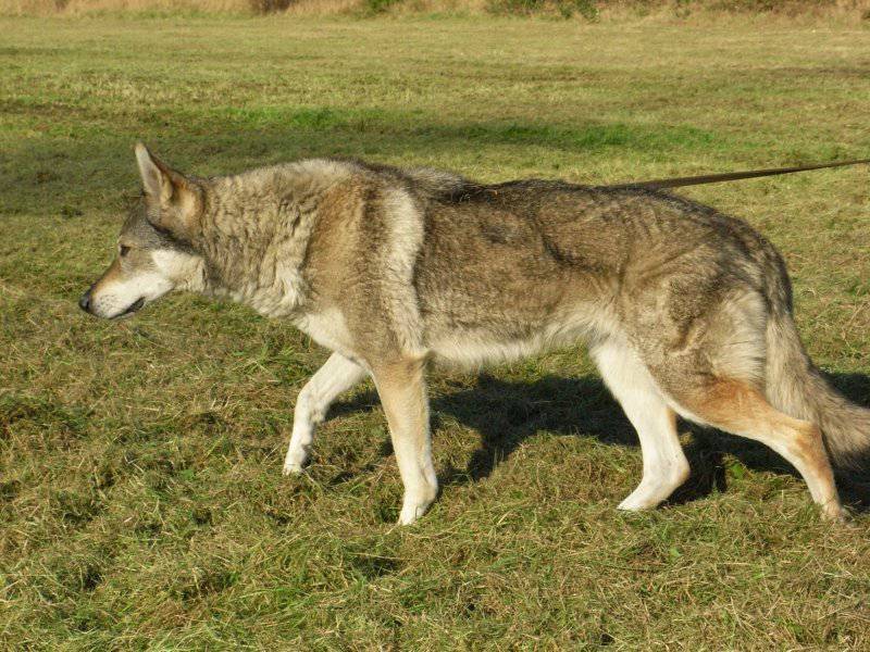 点击大图看下一张：草地休闲散步的捷克狼犬图片